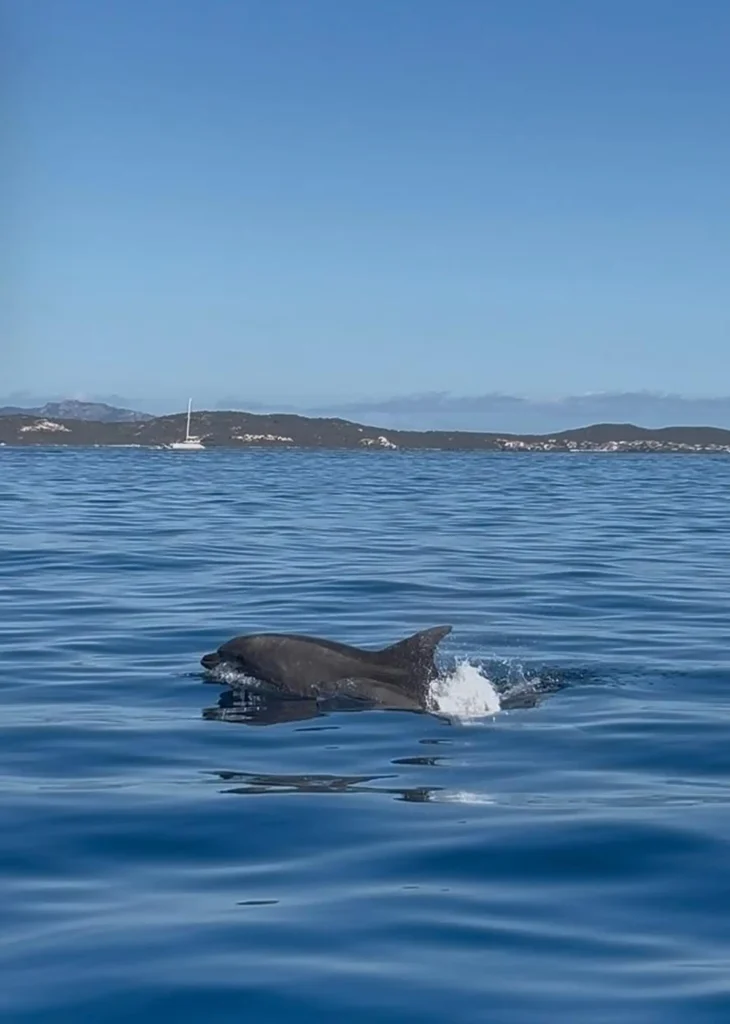 Tavolara Olbia Dolfijnen spotten