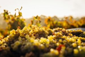 Sardinië voor wijnliefhebbers – Wijngaarden en wijntours