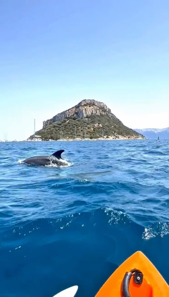 Kayak Sardinië dolfijn