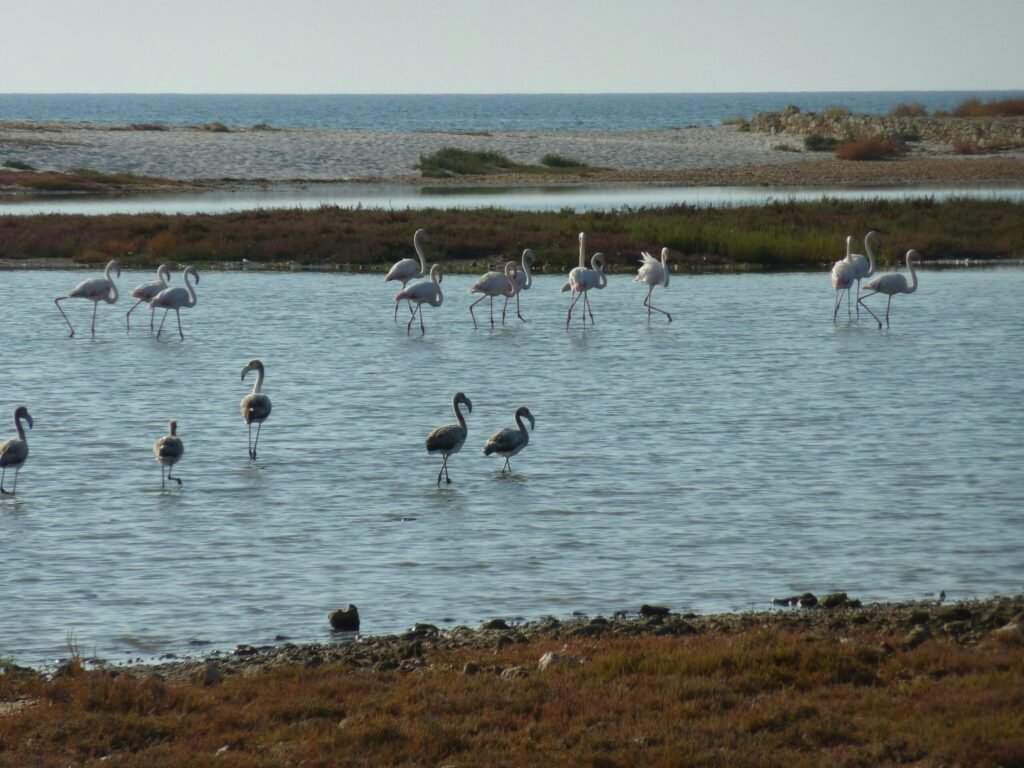 Cabras Oristano Sardinië flamingo's spotten